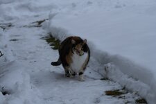 DSC_0312 Katze.jpg