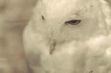 a_white_snow_owl_gazing_at_me_by_patriqio-d6hncei.jpg