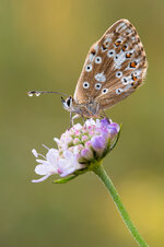 Silbergrüner Bläuling (Polyommatus coridon)_Q22A5972.jpg