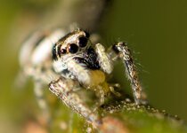 Zebraspringspinne-beim-essen--20130815-5305.jpg