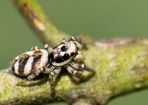 Zebraspringspinne-Laenge-ca-5mm--20130815-5280.jpg
