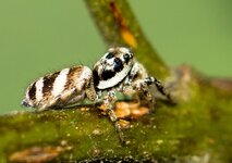 Zebraspringspinne-Koerperlaenge-ca-5mm--20130815-5279.jpg