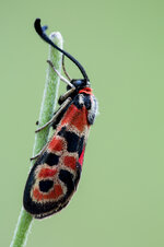 Bergkronwicken-Widderchen (Zygaena fausta)_Q22A5218.jpg