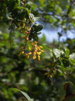 P8280050theraklein.jpg