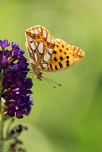 comp_DSC_2147-PerlmuttfalterPS.jpg