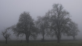 Nebel-0218.jpg