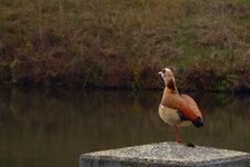 dslr-forum-nilgans-de.jpg