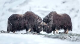 muskox2.jpg