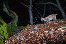 20210205_035811_camera_trap_jura_13.jpg