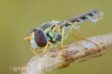 _MG_8577_Sphaerophoria_sp,fem_1200.jpg