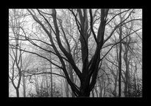 DSC01352Rzst2swR_Forum.jpg DSC01352Rzst2swR_Forum.jpg