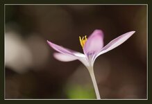 Krokus-Bokeh.jpg