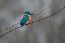 Eisvogel Bünz 20.12.2020-2.jpg