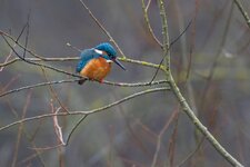 Eisvogel Bünz 20.12.2020-3.jpg