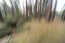 2018-11-11 14-52-28 Herbstimpressionen Dresdner Heide.jpg