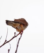 Turmfalke Meinungsäußerung.jpg