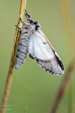 comp_DSC_2603-FalterPS.jpg