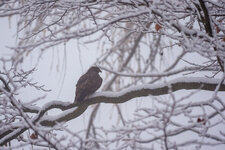 Mäusebussard im Winterwald.jpg