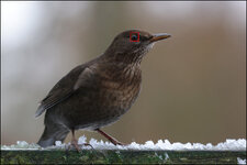 Amsel-R5-1404-dslr.jpg