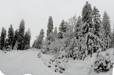 winterwald_pano_c.jpg