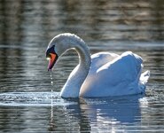 Schwan im Gegenlicht.jpg