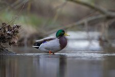 comp_Stockente 27.12.2020-2.jpg