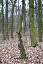 test_85mm_09.jpg