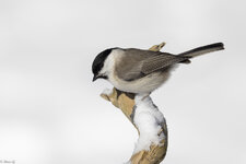 Weidenmeise-0201.jpg