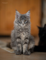 katzen-SY85-14 (15).jpg