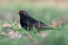 forum_DSC4257amsel.jpg