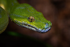 laowa100mm2.jpg
