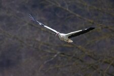 comp_Storch 28.2.2021-7.jpg