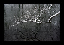 DSC01662RzR_Forum.jpg DSC01662RzR_Forum.jpg