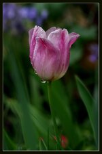 Tulpe_im_Regen.jpg