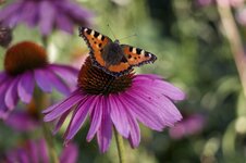 IMG_0284.jpg