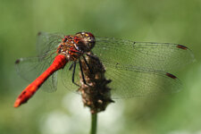 IMG_7735_kl.jpg