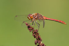 IMG_0746.jpg