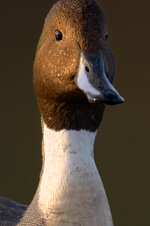 _DSC3114-cloned.jpg