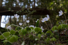 2019-04-19 12-14-15 Wanderung Ochlbaude und Kohlmühle.jpg