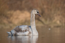 Vögel_Isar-8028-1.jpg