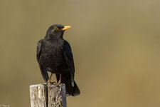 Amsel 2138 DxO nur Deep Prime.jpg