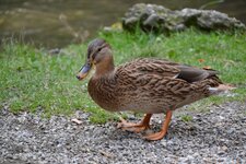 ente.jpg