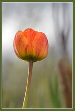 Tulpen-Blüte.jpg