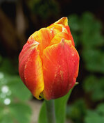 Tulpe.jpg