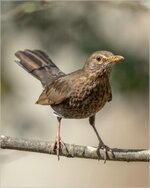 Amsel_2021_04_24_EOS5DMarkIV_4712_2.jpg