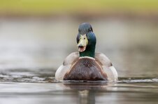 forum3E8A9699stockente2.jpg