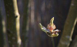 IMG_8439.JPG