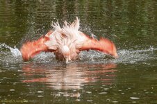 Flamingo beim Vollbad!.jpg