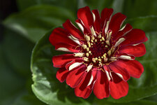 Rote Blume-2980.jpg