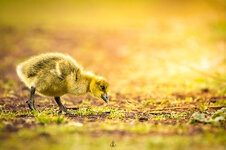 Branta canadensis 3-forum.jpg